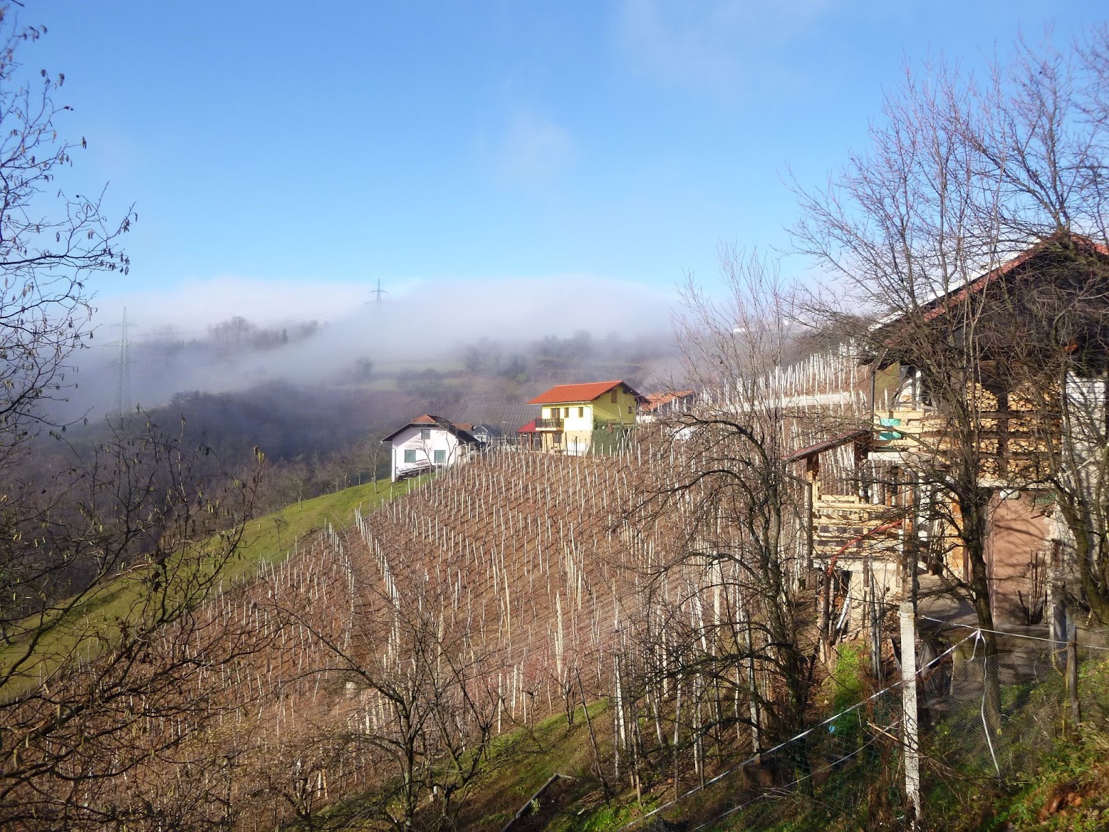 Vineyard cottages on a misty winter hillside